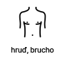 hruď, brucho